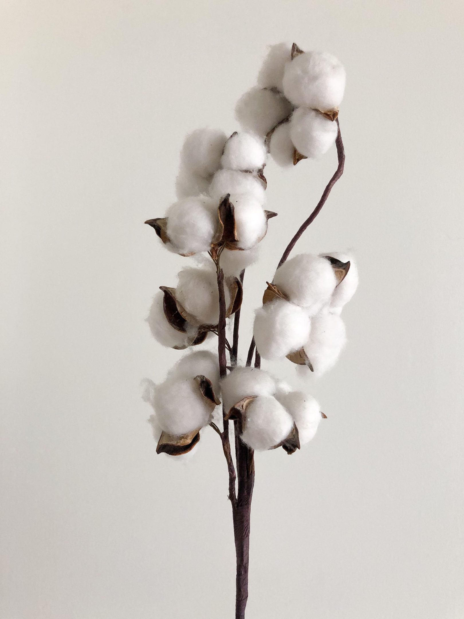 Sustainability cotton plant studio itoro